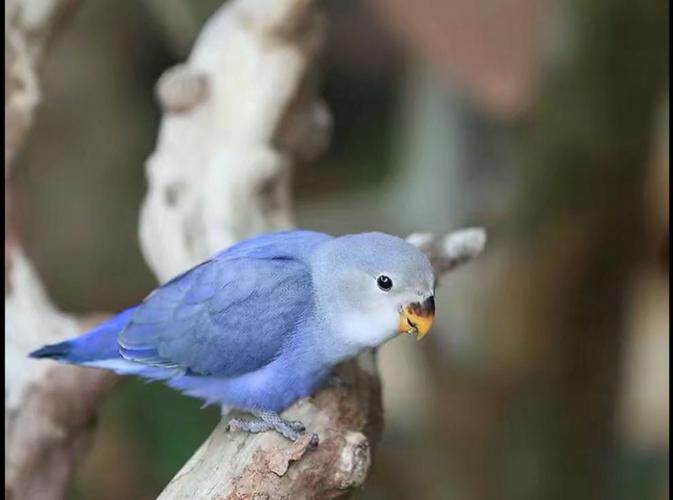 kjhgf合法面类手养牡丹鹦鹉活体雏鸟类亲人易上手薰衣草紫罗兰包活 白