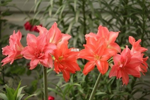 朱顶红"芭蕾舞女"_芭蕾舞_成都自由行热门攻略_朱顶红