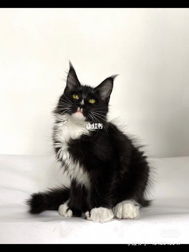 黑白熊猫色缅因猫弟弟_宠物_宠物_猫