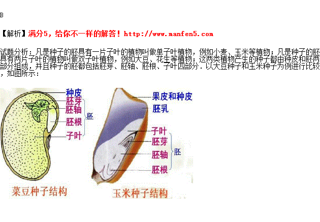 双子叶植物的种子和单子叶植物的种子胚的组成是( ).