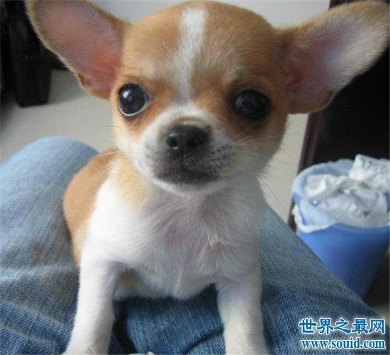 宠物狗金娃娃历史最悠久,精力充沛非常适合家养