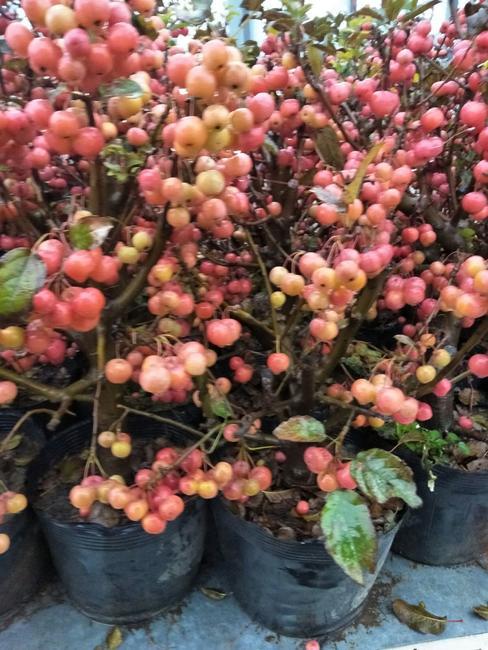 [长寿果海棠批发]长寿果海棠价格70元/棵 - 惠农网