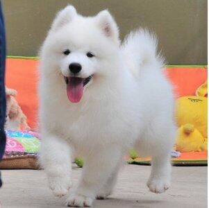 1纯种萨摩耶幼犬活体赛级微笑天使幼犬双血统萨摩犬活体狗