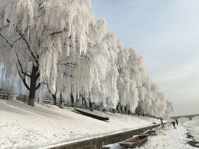 制作:米静贤 写美篇       我们又到江边河堤下,仰望岸边柳树雾凇