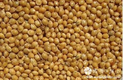 糜子和小米的区别