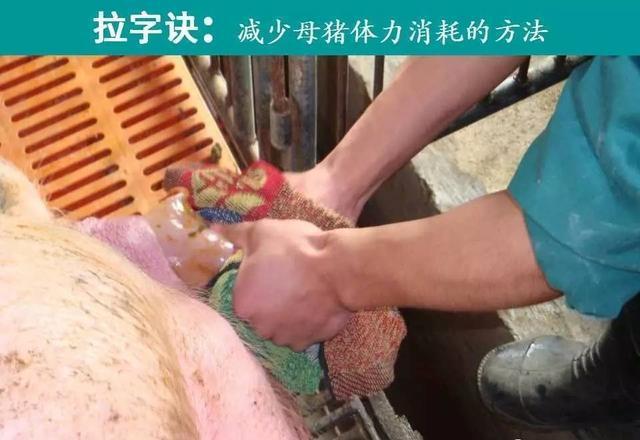 母猪难产怎么办?年薪百万的猪场场长教你紧急助产"六字诀"!