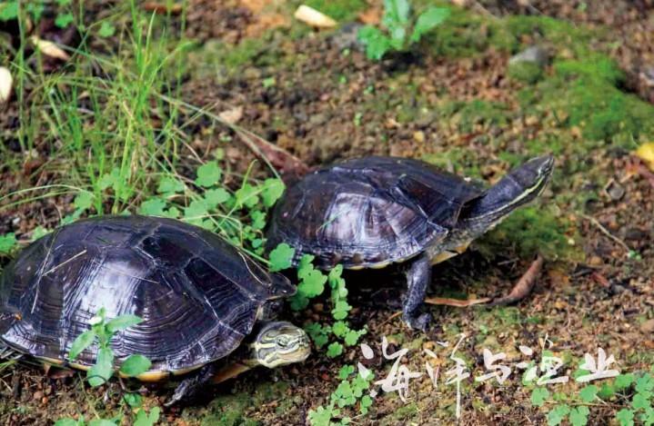 我国名龟养殖日渐兴起八大珍稀名龟鉴赏