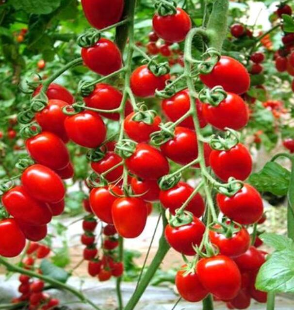 超详细合肥水果采摘游地图一定要收好