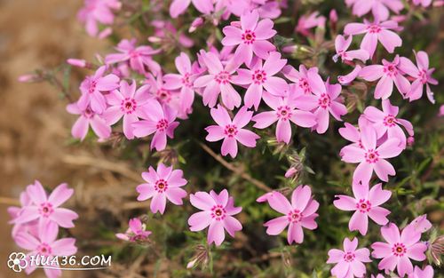 丛生福禄考图片