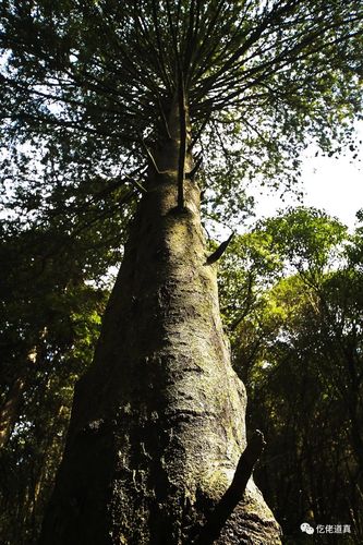银杉道真融媒体中心实习记者:韦 娟审 核 | 董世华编 辑 | 田 浩返回