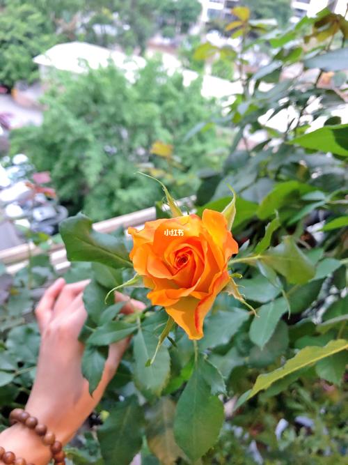 月季龙舌兰日出21年的第二波花