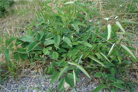 地榆的功效与作用