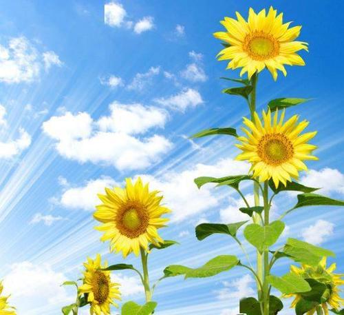 中老年头像大全:吉利能带来好运的个性头像_手机搜狐网