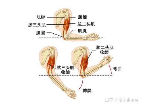 主要的功能是负责以肘关节为中心的手臂使其呈弯曲状态,由于肱二头肌