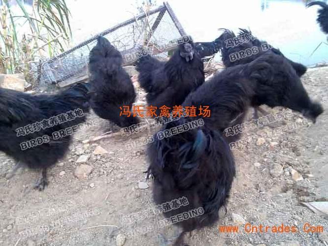 黑凤鸡苗,黑凤鸡养殖,黑凤鸡(批发)