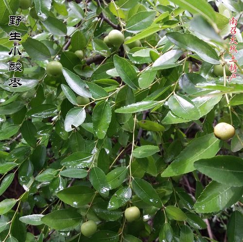 酸枣野生树根新鲜野山枣根中药材枣树纯根拍下其他药