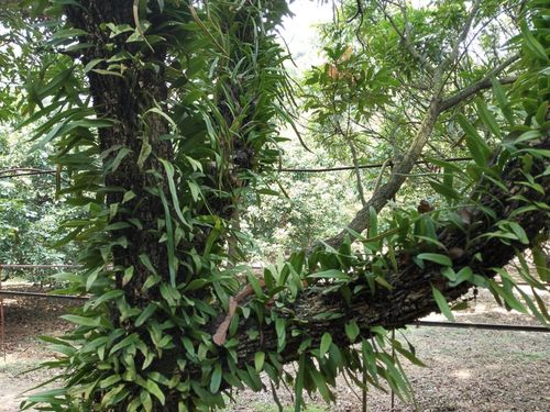 再次认错贴生石韦