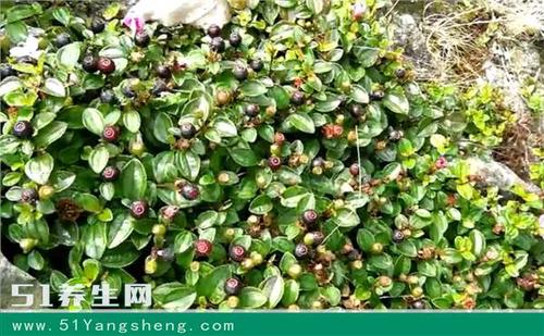 农村山上经常看到地菍,吃过后整个嘴都染色,治疗高热