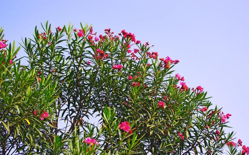 夹竹桃花图片 夹竹桃图片 夹竹桃植物图片