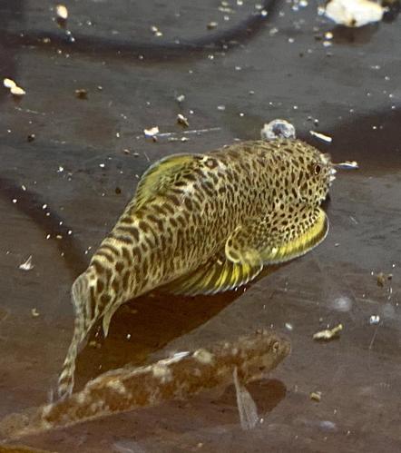 原生态美丽小条鳅冷水清道夫双盘吸鳅琵琶鱼除藻能手小型底层鱼