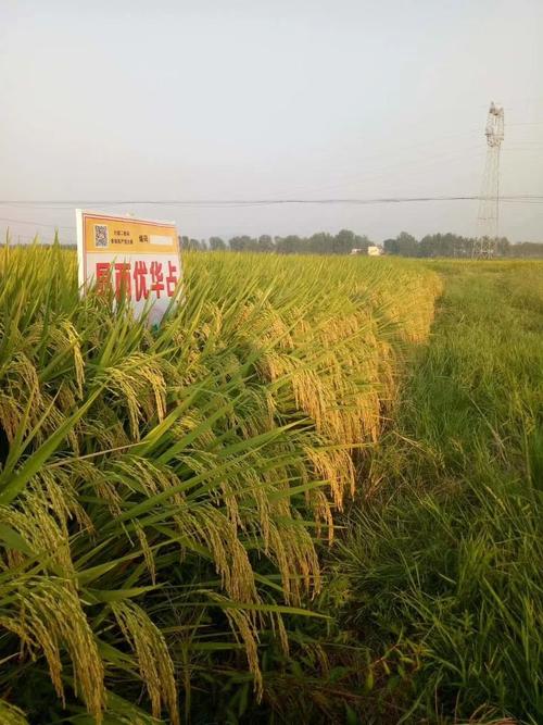 新田县大面积推广的高产优质水稻品种---晶两优华占