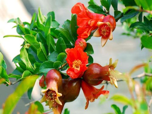 石榴花图片