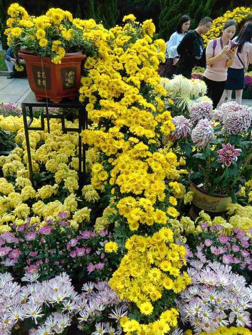 第四届黄花文化节～广州黄花岗菊花展