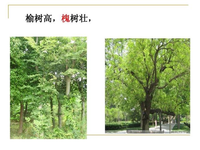 榆树高,槐树壮