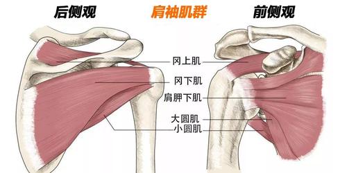 健身需要懂点解剖学上肢肌肉解剖及功能讲解