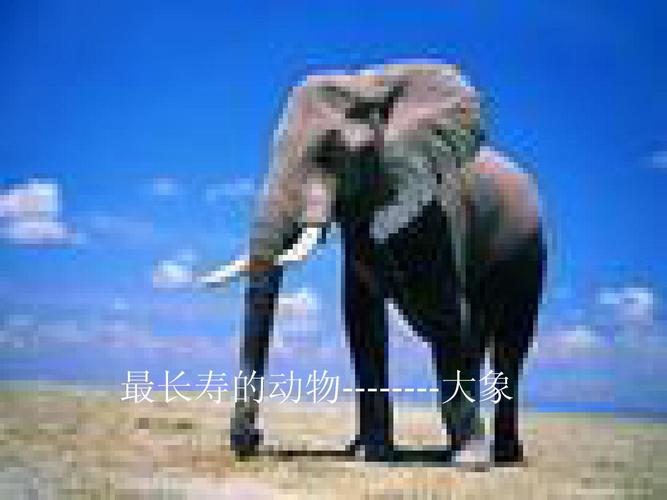 了解世界上最大或最小的动物 最长寿的动物--------大象