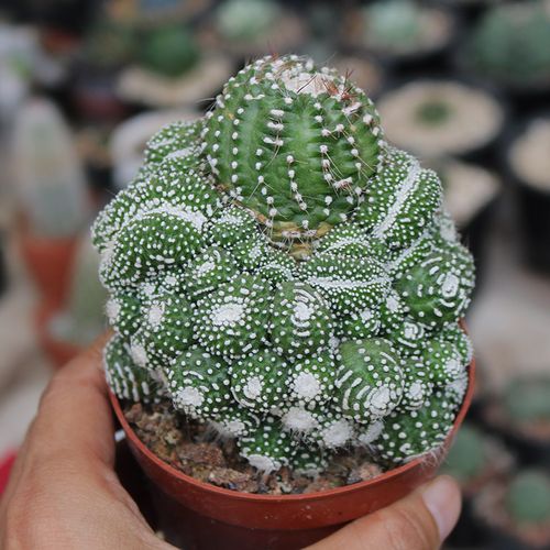 松露仙人无刺扎手开花仙人掌多肉植物办公室防辐射