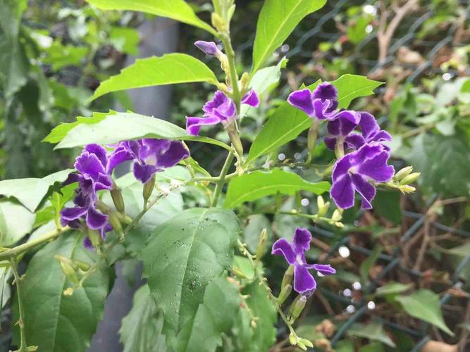 请教各位先进这种紫花藤蔓叫什么