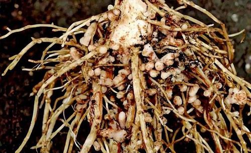 桃树常见病之根瘤病症状及防治方法