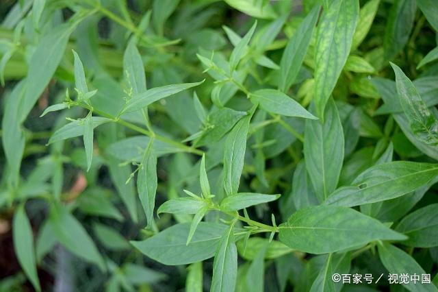 哪些中药属于"天然消炎药"?列出了这3种,认识下