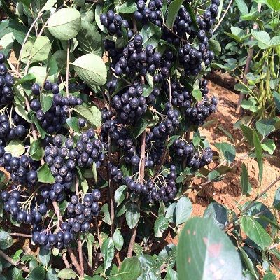 黑果花楸_腺肋花楸属