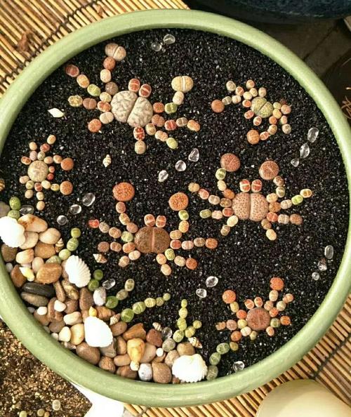 pp专场生石花pp化妆舞会已隆重拉开帷幕谁是你心中的第一