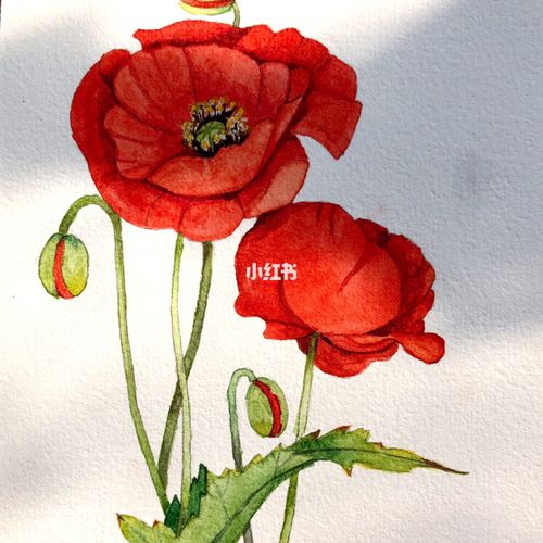 水彩上色之～罂粟花_上色_水彩_斑驳_画画_文化_绘画