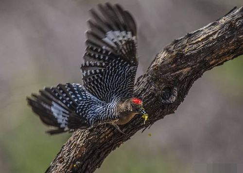 动物界超级坏蛋,僵尸鸟