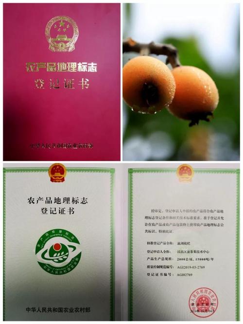 安康"瀛湖枇杷"获国家农产品地理标志登记证书 _ 陕西科技传媒网