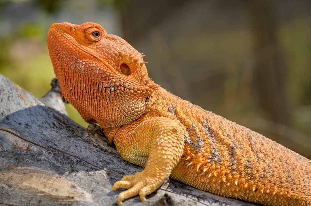 详解鬃狮蜥 23 大基因