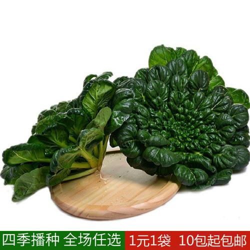 黄心乌菜种种子种籽乌塌菜四季白菜冬天青菜蔬菜孑黑菜秋冬季菜籽