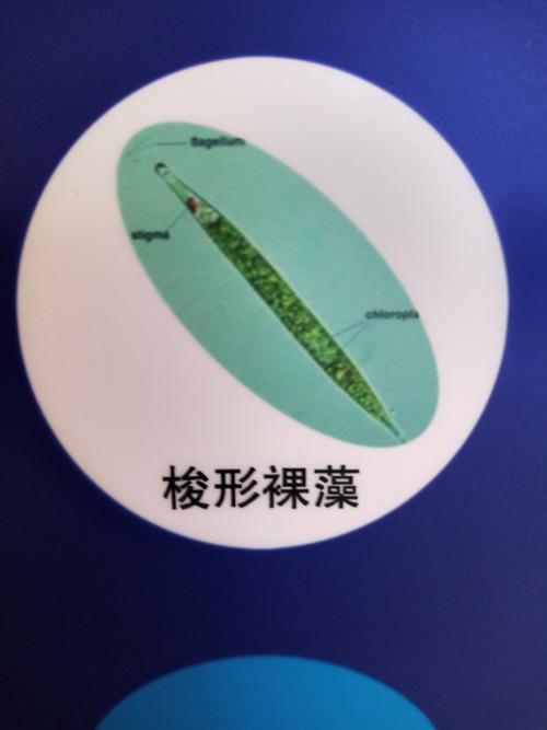 抽中下层水样检测,发现有部分束丝藻与梭形裸藻.