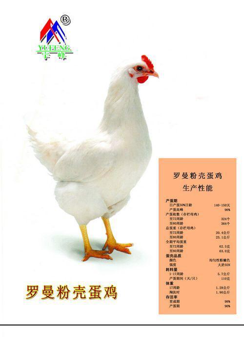 供应优质罗曼粉壳蛋鸡蛋鸡苗