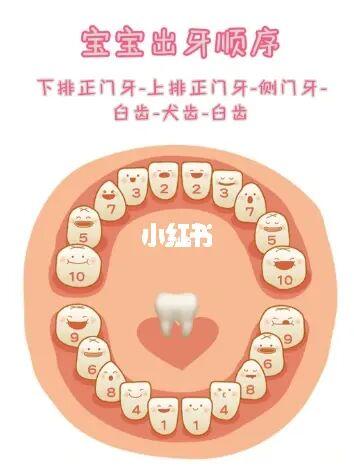 宝宝长牙07顺序及八大征兆_出牙_磨牙_童鞋_宝宝长牙_炎症_按摩