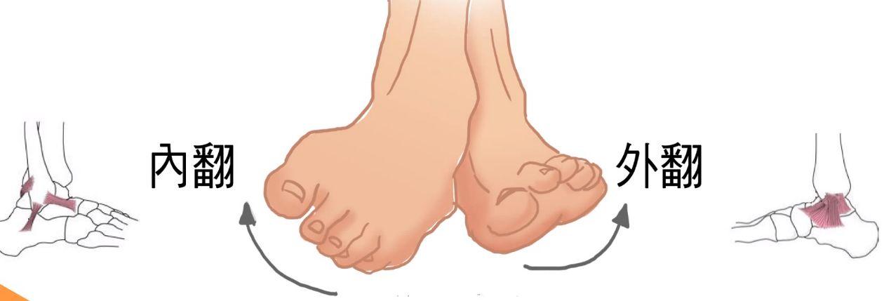 你可以尝试将自己的脚内翻一次,再外翻一次,你会发现脚踝内翻比外翻要