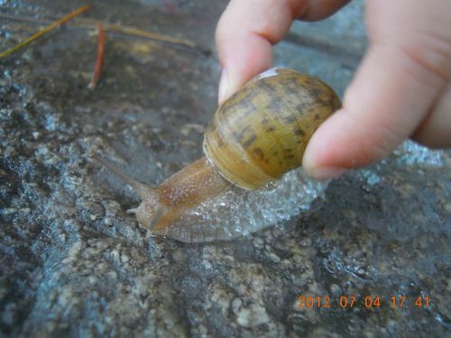 发现蜗牛吐泡泡了,这是啥现象涅?