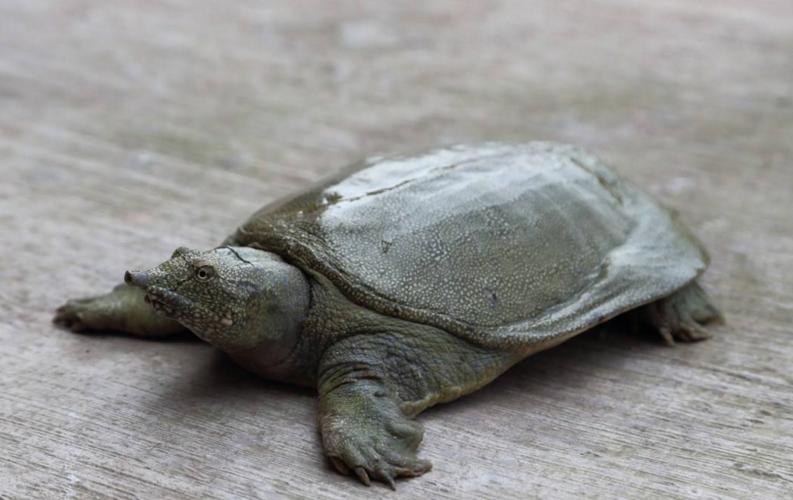 野生甲鱼吃什么食物怎么养