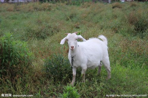 羊图片