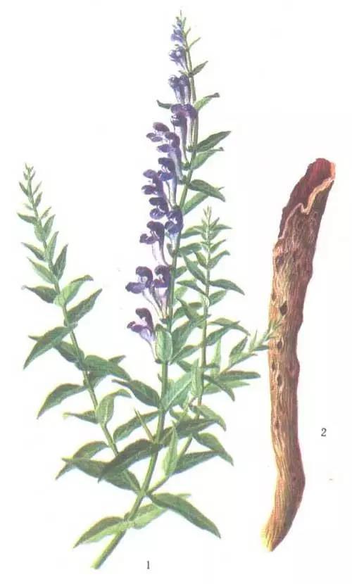 中草药黄芩的图片