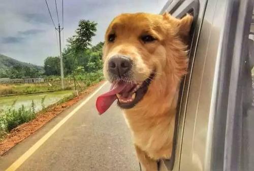 夏日来临 狗狗该如何避暑